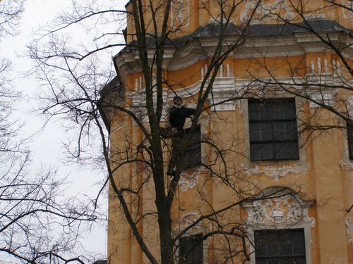 Fotogaléria Ošetrovanie drevín pri farskom kostole 2009 (11) Ošetrovanie drevín pri farskom kostole 2009
